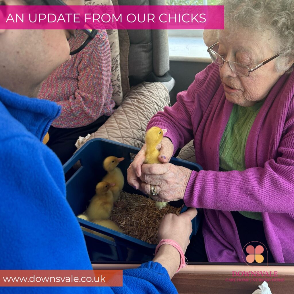 Chick Update at Downsvale