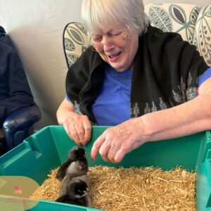 Elderly resident gently interacting with two baby chicks during an animal visit.