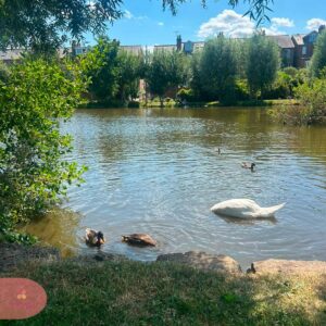 Peaceful lake with swans and ducks on a sunny day.