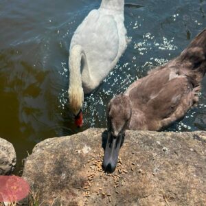 White swan and young swan feeding by the lakeside.